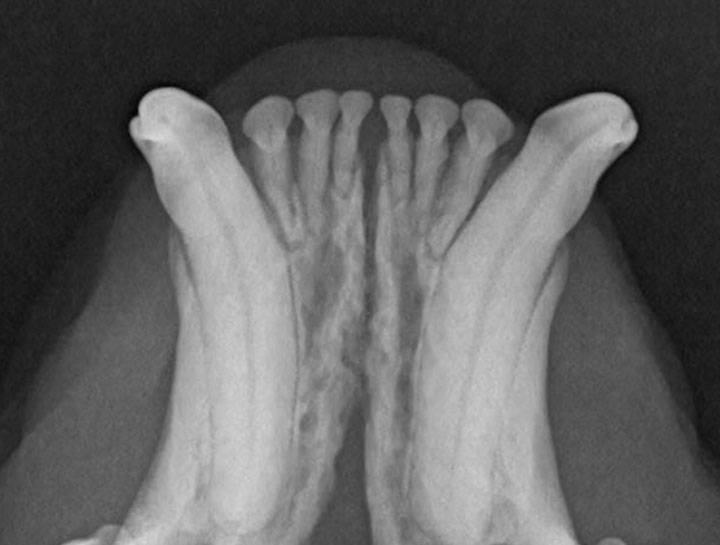 Digital Dental Radiology $city 