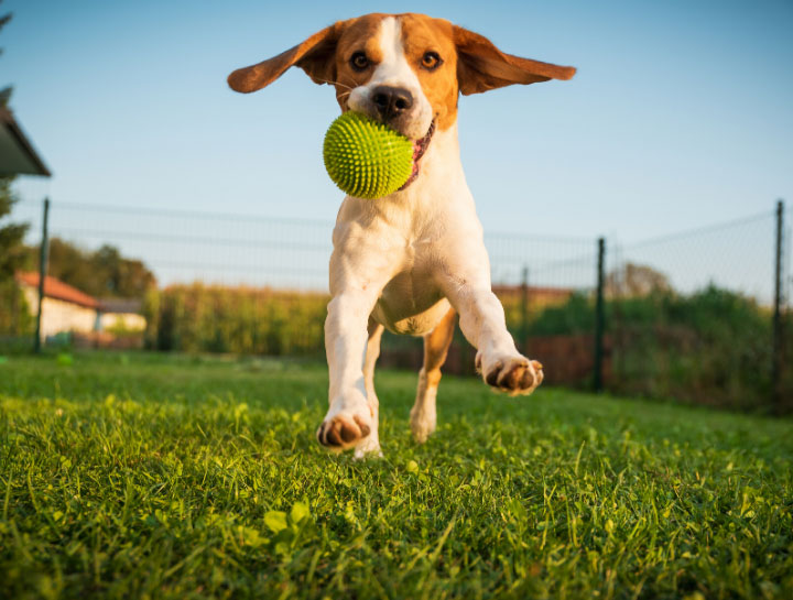 Home dog best sale daycare near me