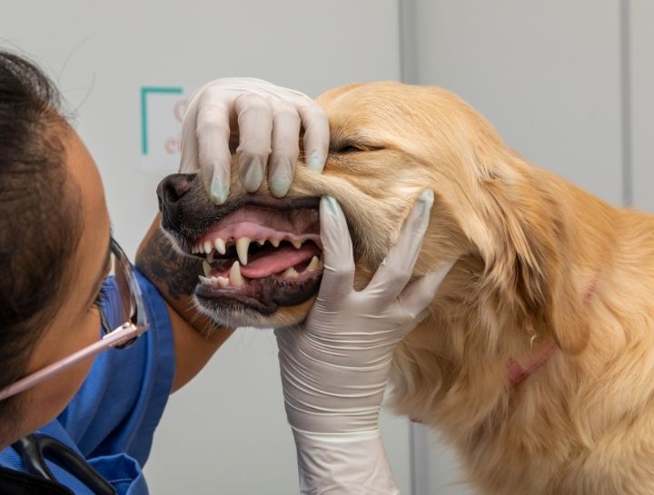 Middletown Pet Dentist