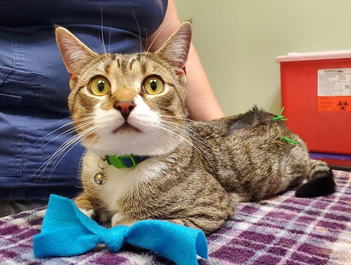 Acupuncture for Pets in Middletown