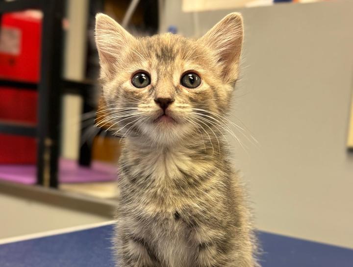 Preventive Care for Cats