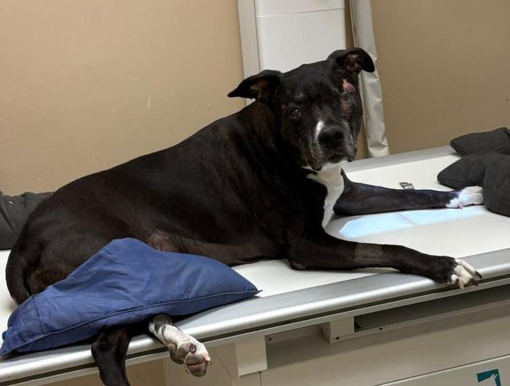 Pet Digital Radiology